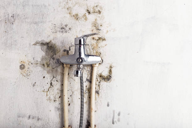 Best Affordable Mold Removal  in Richmond, IN