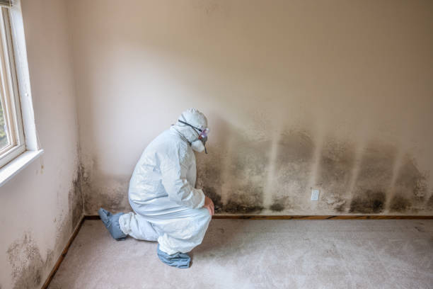Attic Mold Removal in Richmond, IN